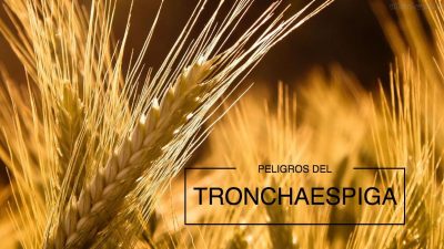 El último enemigo de los cereales: el Tronchaespiga