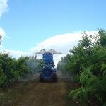 Cómo aplicar fitosanitarios a árboles frutales Cómo aplicar fitosanitarios a árboles frutales