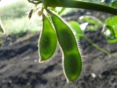 Cultivo de soja: los secretos de la semilla sagrada