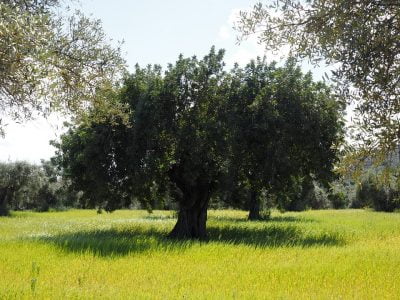 Enfermedades del olivo y sus tratamientos