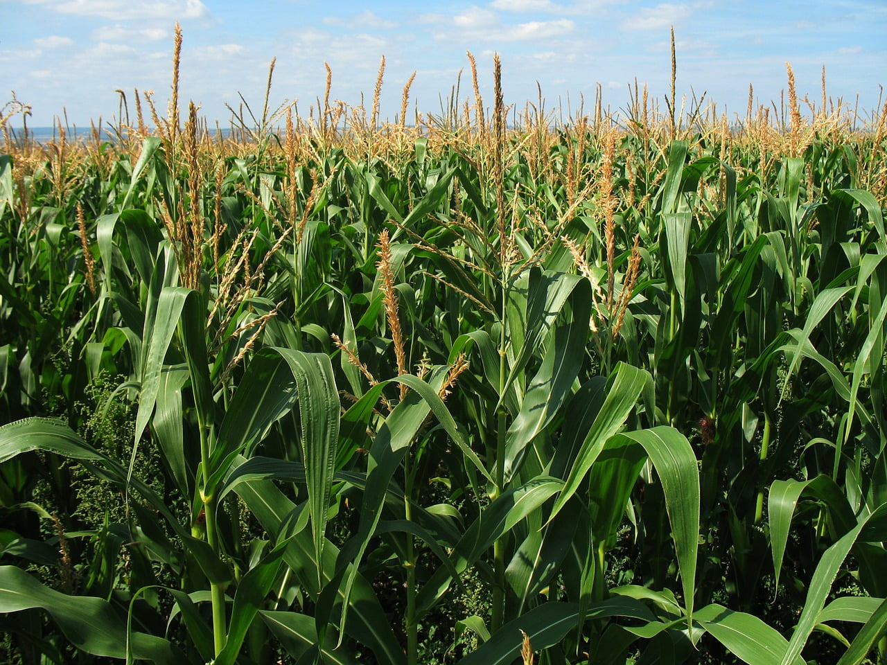 ¿Cómo es el cultivo de maíz?