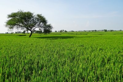 Todo lo que debes saber sobre el cultivo del arroz