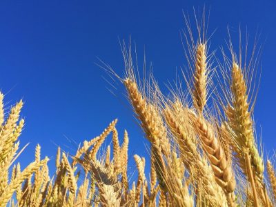 ¿Qué es el Carbon Volador en la agricultura?