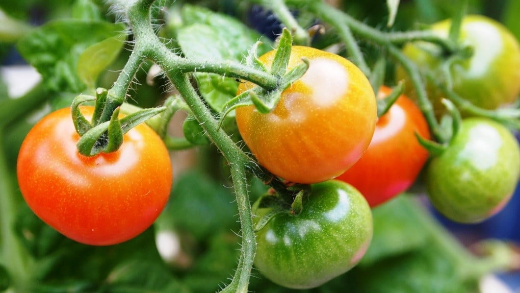 Maladies des tomates: les reconnaître