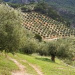 algodoncillo del olivo