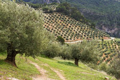Advertencias sobre el algodoncillo del olivo