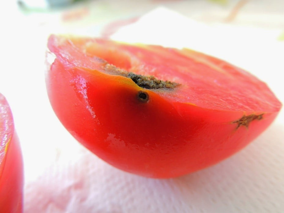 oruga tomate