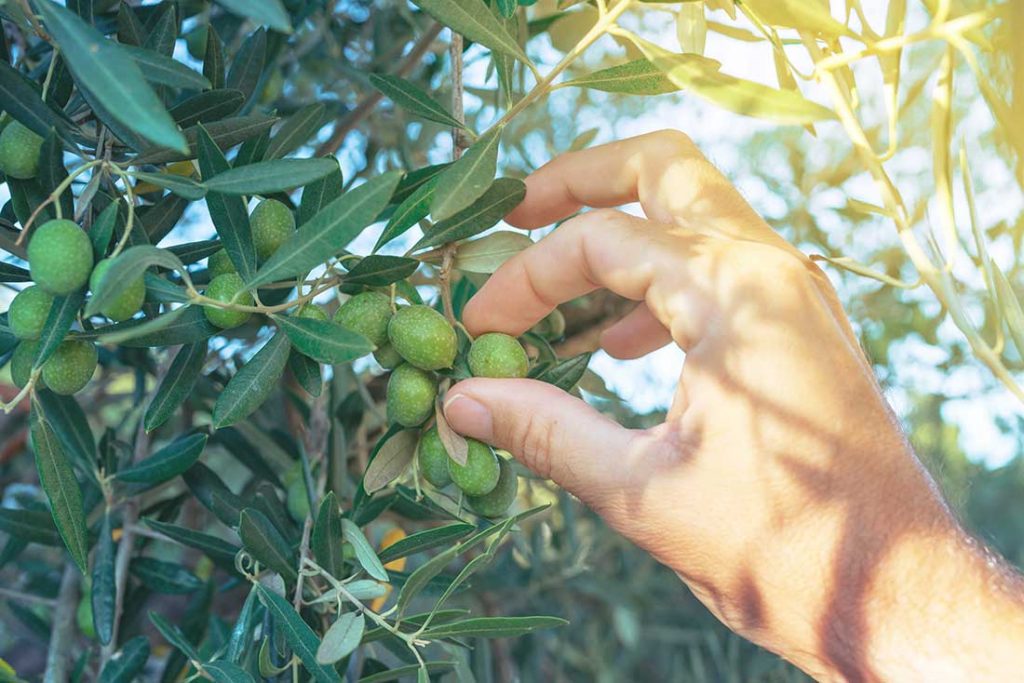 Gelées sur oliviers: tout ce qu’il faut savoir