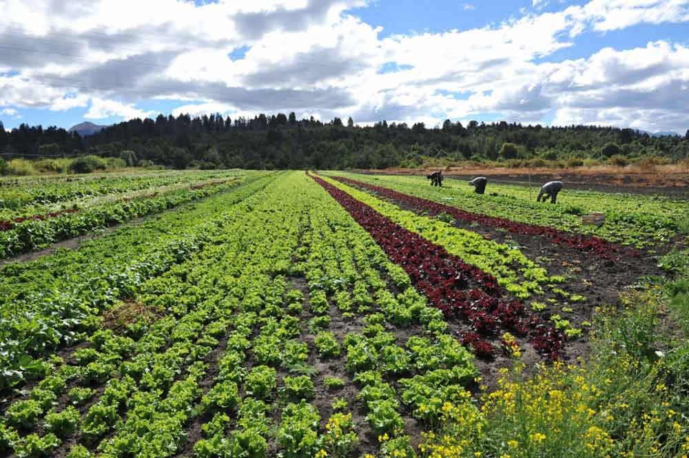 Gestión hortícola: lleva tu explotación hortícola con Agroptima
