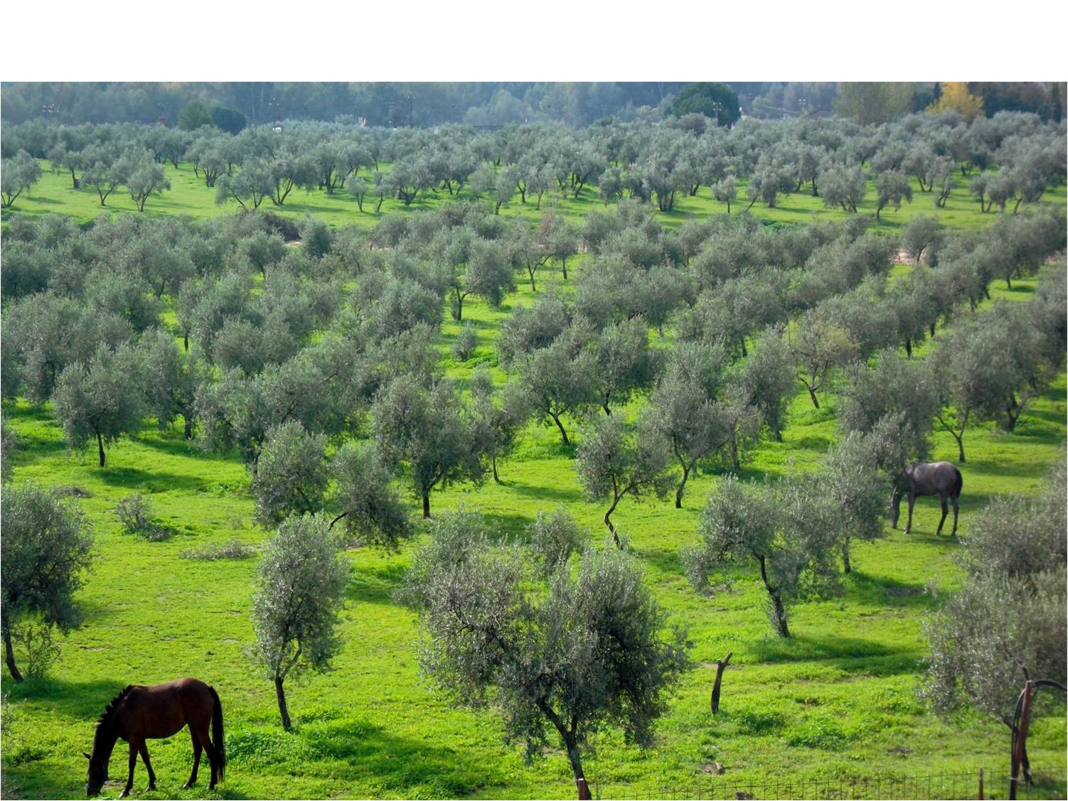 Cómo transformar una plantación de olivo tradicional a olivo ecológico?