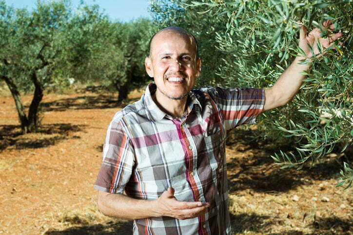 Engrais liquide pour oliviers dans zones sèches et irriguées