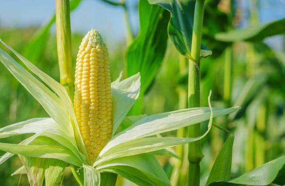 La culture du maïs - Agroptima