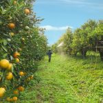 los mejores fertilizantes para citricos