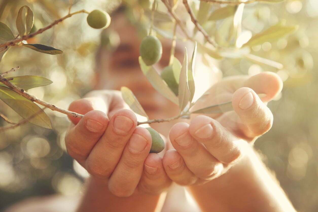 engrais foliaire pour olivier