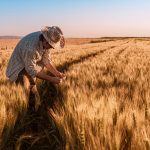 produccion de trigo en españa por provincias
