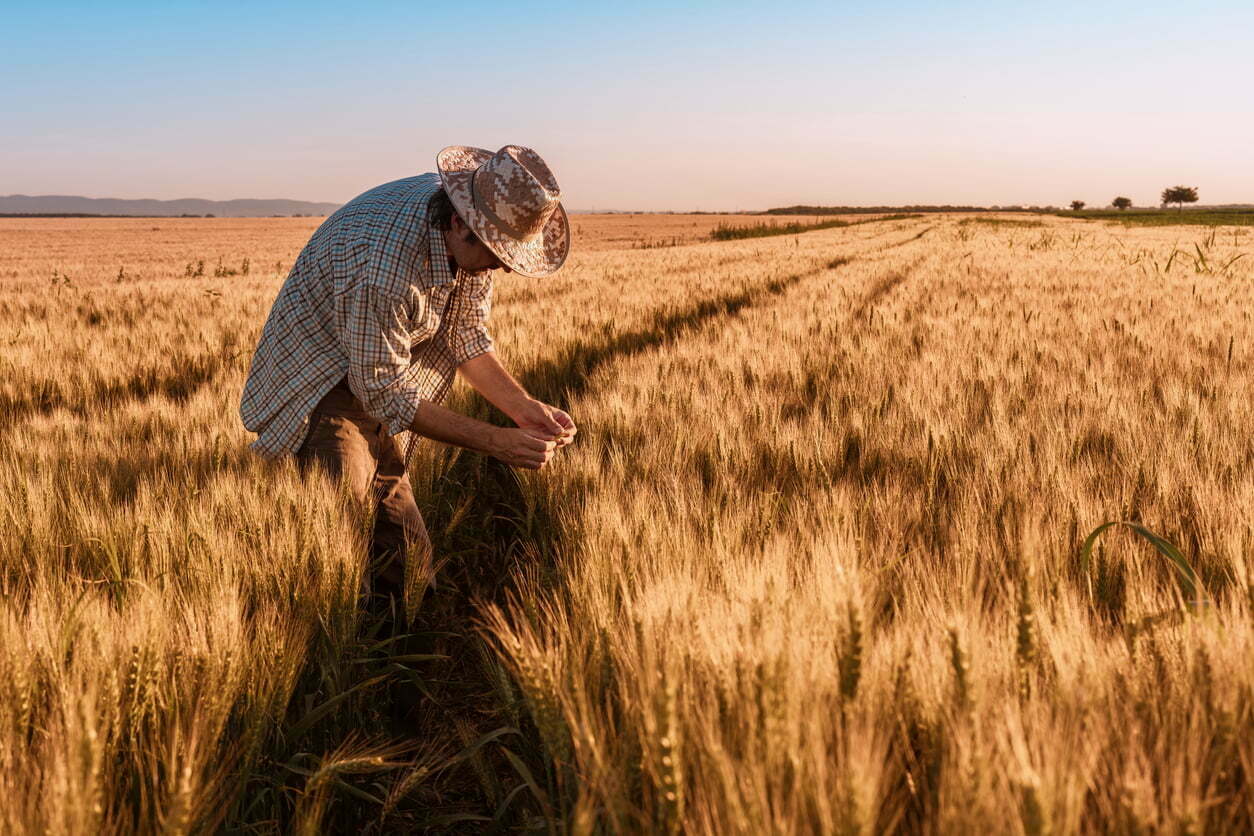 produccion de trigo en españa por provincias