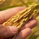 enfermedades del trigo