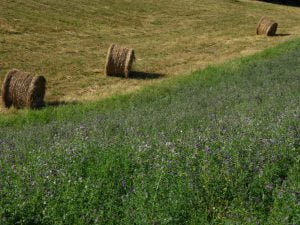 cultivo de alfalfa