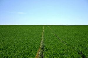 ¿Cómo actúan los herbicidas selectivos?
