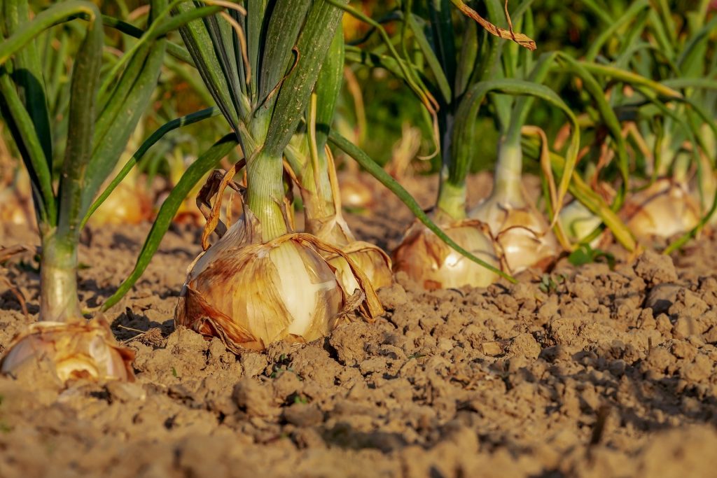 ¿Cómo es el cultivo de la cebolla en extensivo?