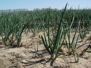 ¿Qué condiciones climáticas son óptimas para el cultivo de cebolla?
