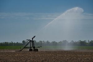 Las necesidades hídricas en el cultivo de la cebolla