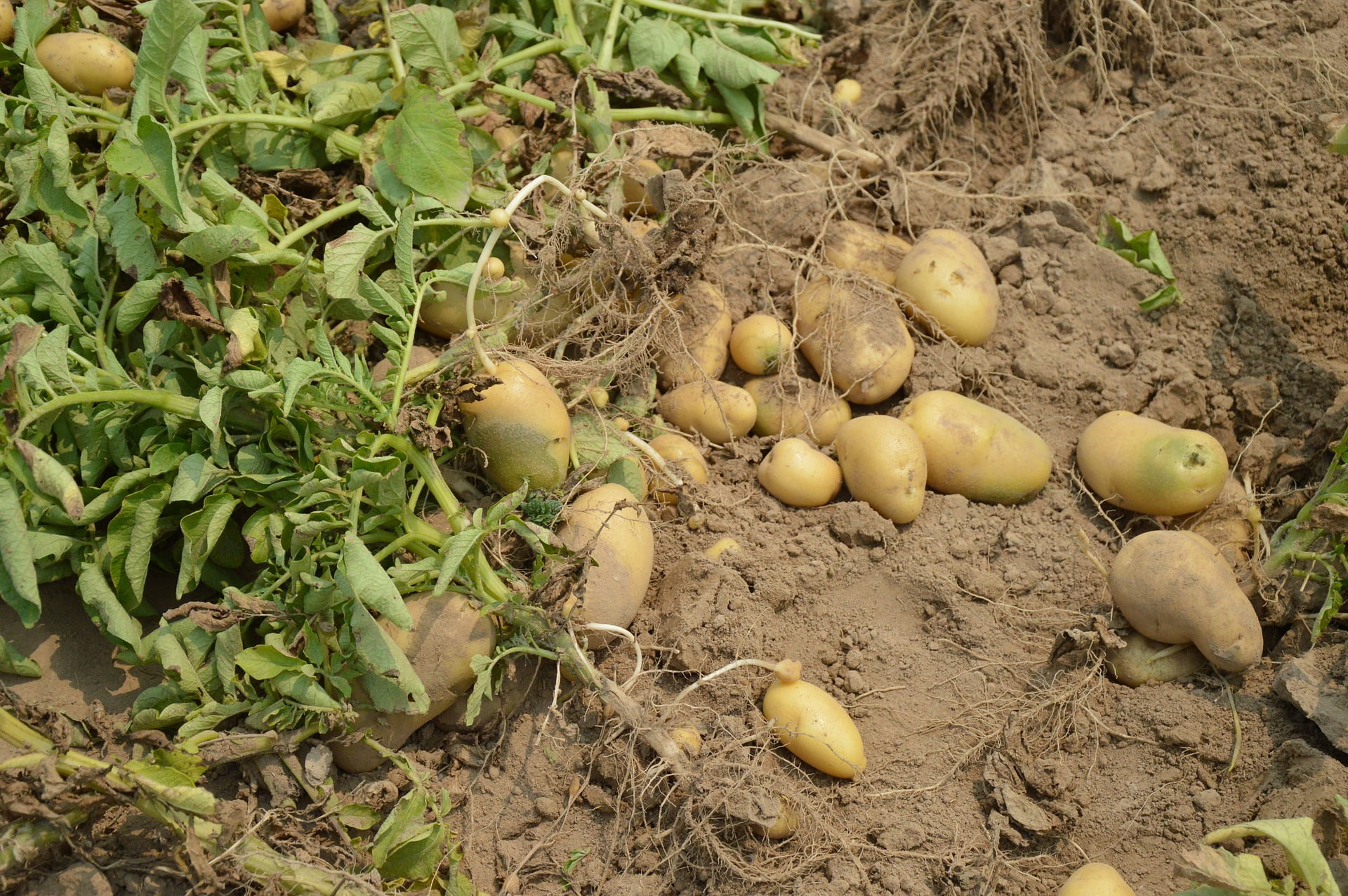 riego por aspersión en el cultivo de las patatas
