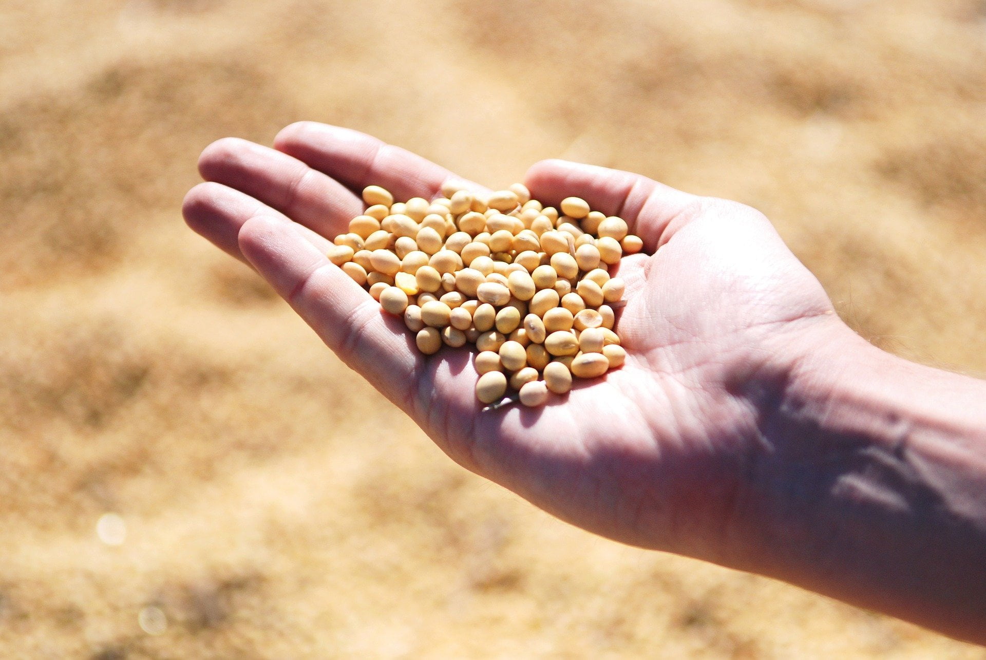 El cultivo de legumbres: la opción sostenible en tus rotaciones