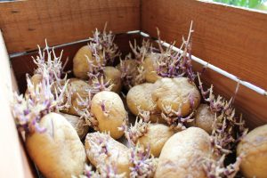 conservación de la patata con su capacidad germinativa