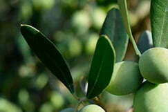 Frutos secos y olivar